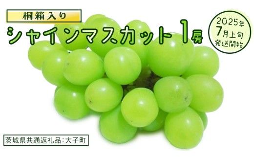 【桐箱入り】 シャインマスカット １房 (茨城県共通返礼品：大子町) ぶどう 葡萄 マスカット フルーツ 果物 贈答用 ギフト 贈り物