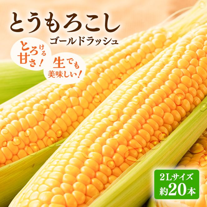 【2026年発送】富良野産 とうもろこし ゴールドラッシュ 約20本 コーン とうきび トウモロコシ 2Lサイズ 野菜 甘い BBQ 北海道 富良野 ふらの