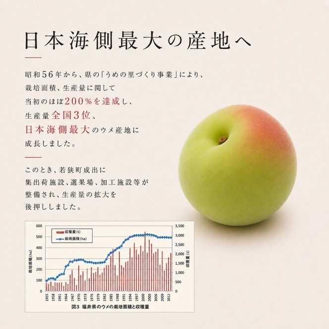 【訳あり】大入り梅干し130g×3袋 合計 390g 【保存容器付き】 発酵食品 昔ながらの梅干し すっぱい しそ漬け 塩分18％ Lサイズ 紅映梅を使用 福井県の特産 訳ありはパッケージ変更のため