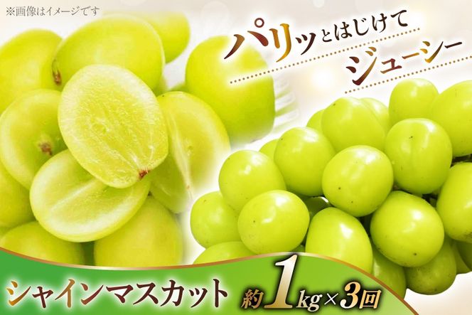 シャインマスカット 定期便 約1.0kg 3回 【2027年発送】 先行予約 韮崎翠緑セレクト NS-1020 [韮崎翠緑 山梨県 韮崎市 20744987] シャインマスカット シャイン マスカット ぶどう ブドウ 葡萄 マスカット 種なし 果物 フルーツ 山梨県産