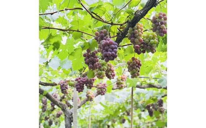 ぶどう 2026年 先行予約 農家こだわりの シャイン マスカット ＆ オーロラブラック 2房 合計約1.2kg 贈答クラス 葡萄 岡山県産 国産 フルーツ 果物 ギフト 【 Nini farm 農家 直送 】 [№5735-3485]