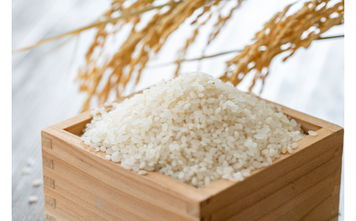 【令和7年産米】新潟県村上市産 こしいぶき 5kg×1袋 精米 1033003