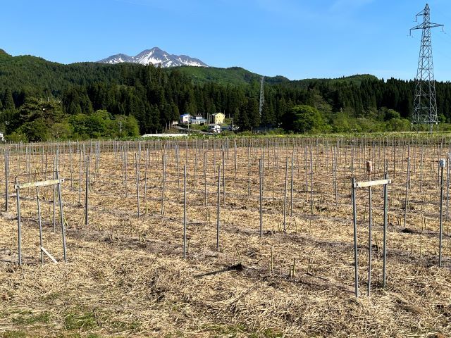 アスパラガス 先行予約 夏アスパラガス 約1.3kg S～2L 訳あり 不揃い やまたけ農園 規格外 アスパラ グリーンアスパラ 野菜 夏野菜 夏 旬 産地直送 2026年 2026 予約 青森 冷蔵 冷蔵配送 7月～9月発送