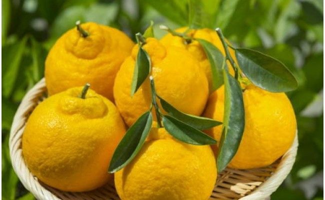 【先行予約】【濃厚】和歌山県有田産 不知火 約5kg（12玉～20玉）