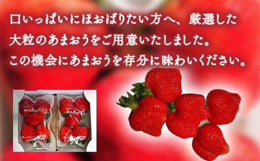 【期間限定発送】 いちご あまおう 厳選大粒 4p [THE FARM_strawberry 福岡県 宇美町 um40azo780007] イチゴ 苺 大粒 フルーツ 果実 甘い 小分け