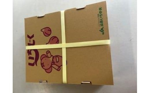 【露地栽培】朝もぎ フレッシュな完熟いちじく 碧南市 にいみ農園 フルーツ いちじく トマト農家 H031-007