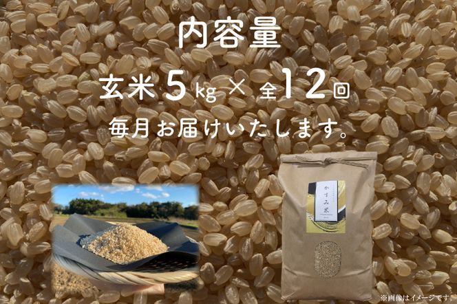 【先行予約】【2026年9月末より順次発送開始】【茨城県共通返礼品/潮来市】【12ヶ月定期便】栽培期間中出来るだけ農薬を減らしたかすみ米 5kg(玄米)　茨城県潮来市産(BI-91)