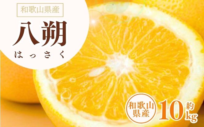八朔(はっさく)約10kg サイズおまかせ　紀伊国屋文左衛門本舗　※2027年1月下旬～2027年4月上旬頃に発送予定【ntbt411C】