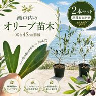 【 小豆島 】【2026年3月より発送】瀬戸内のオリーブ苗木2本セット 植物 インテリア 観葉植物 