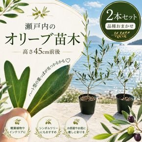 【 小豆島 】【2026年3月より発送】瀬戸内のオリーブ苗木2本セット 植物 インテリア 観葉植物 