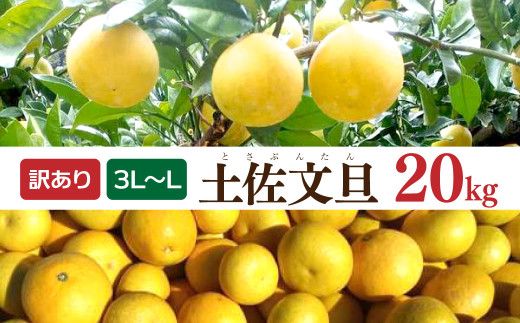 【先行予約】土佐文旦 文旦 訳あり 大玉入り 20kg 20キロ 3L～L 〈2027年2月～発送〉ぶんたん  フルーツ  みかん 果物  柑橘類   ご自宅用 お取り寄せ 国産【松岡ぶんたん園】