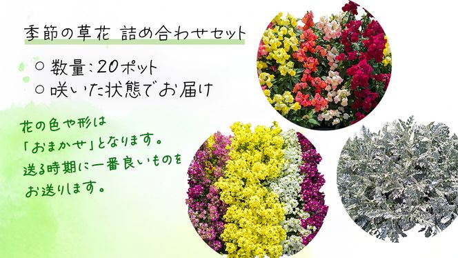 メディア出演多数のプロが厳選！季節の草花 【 秋 】 詰め合わせセット（約20ポット） 花 花苗 ガーデニング 寄せ植え 花壇 プランター 確実園 確実園園芸場 川原田邦彦 パンジー ビオラ 白妙菊 シロタエギク キンギョソウ ヒメキンギョソウ アソート おまかせ