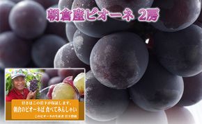 ぶどう ピオーネ 2房 化粧箱入り ブドウ 葡萄 デザート フルーツ 果物 (有)ティース 配送不可：離島 