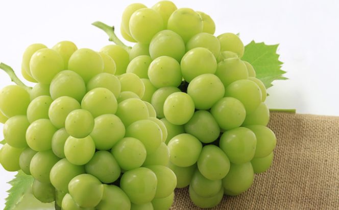 ぶどう 2026年 先行予約 シャイン マスカット 晴王 2房 合計1.4kg以上 マスカット ブドウ 葡萄  岡山県産 国産 フルーツ 果物 ギフト 環山堂 