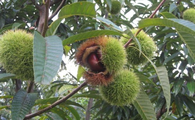 栗 草生栽培で育てた賀久農園の球磨栗 約1.9kg  2026年発送 配送不可 離島 果物類 くり 