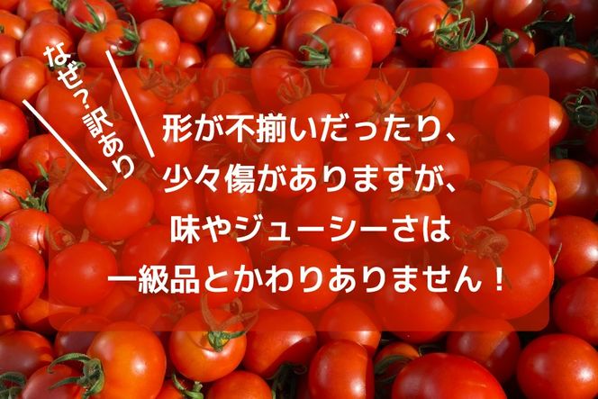 訳あり 野菜 トマト 冷凍志宝トマト（シンディスイート）中玉 2kg [モアショップヤマモト 石川県 宝達志水町 38601220] とまと 中玉 不揃い 規格外 2キロ わけあり 訳アリ 家庭用 やさい tomato