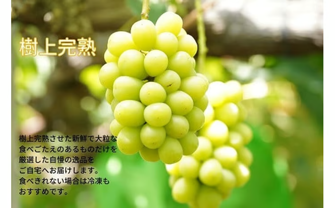 【2026年先行予約】 厳選 岡山県産 シャインマスカット 1.0㎏以上 2房 / 産地直送 朝採れ ブドウ ぶどう 先行予約 果物 フルーツ 真庭市 【kgftmt001-02】