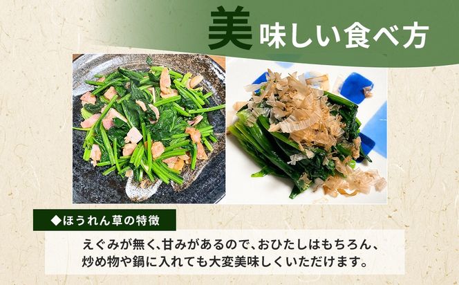 【11月上旬～３月下旬発送】ほうれん草栽培30年以上の山下さんの新鮮採れたて、ほうれん草！ どっさり 5kg     SMCX001