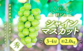 【2026年/令和8年発送＜先行予約＞】シャインマスカット 3～4房 約2kg 先行予約 先行 予約 山梨県産 産地直送 フルーツ 果物 くだもの ぶどう ブドウ 葡萄 シャイン シャインマスカット 新鮮 人気 おすすめ 国産 贈答 ギフト お取り寄せ 朝どれ 甘い 皮ごと 種なし 山梨 甲斐市 AV-3
