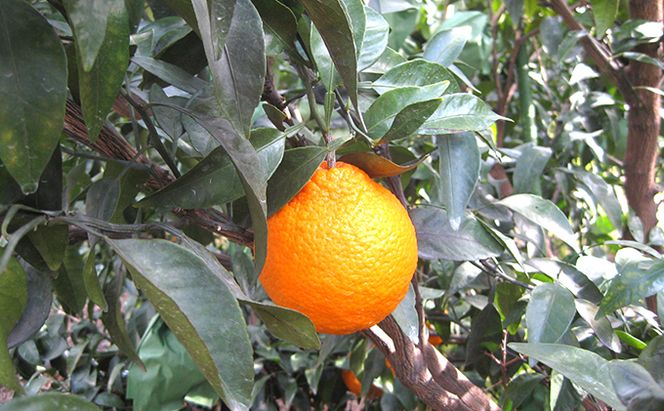 【 小豆島 】小豆島　不知火　約5kg 果物類 みかん 柑橘類 フルーツ 