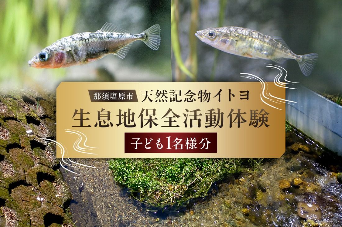 ns056-004 那須塩原市天然記念物イトヨ 採捕・生息地保全活動体験[子ども1名様分]