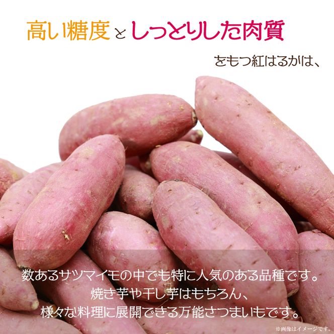 【2026年9月より順次発送】農産物直売所「やさいの声」紅はるか 新芋 洗い 約5kg|さつまいも サツマイモ 紅はるか 洗い 行方市 ふるさと納税(EK-9)