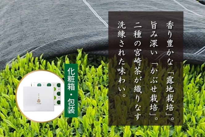 お茶 プレミアム ティーバッグ 露ぶせ 3g 12個 3袋 セット [谷岩茶舗 宮崎県 日向市 452061619] ティーパック 茶 緑茶 日本茶