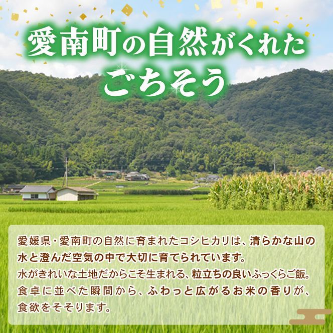 新米 令和8年産 コシヒカリ 10kg ( 10kg×1袋 ) 米 お米 白米 精米 こしひかり 人気 産地直送 国産 農家直送 期間限定 数量限定 特産品 2026年産 大粒 もっちり 粘り 甘み おいしい おにぎり 贈答品 プレゼント 和家農園 愛南町 愛媛県