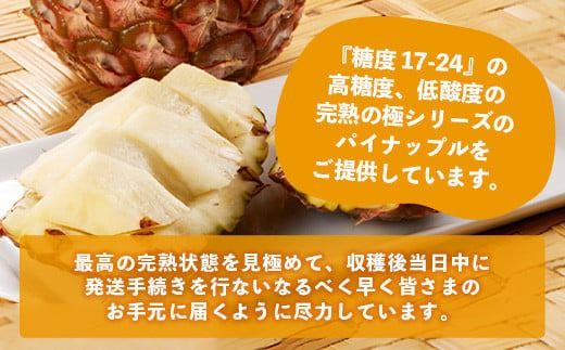 《2026年4月以降順次発送》【先行予約】最高糖度20度！？ 完熟の極 石垣島産パイナップル ピーチパイン3個セット【 沖縄 石垣島 石垣 八重山 パイン ピーチパイン 期間限定 数量限定 沖縄県 石垣島産 】TF-1-1_R8