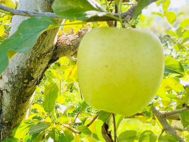 【先行予約丨2026年10月下旬より順次発送】シナノゴールド【約3kg (6〜12玉)】(At-014)丨長野県 飯山市 おすすめ ランキング おいしい 高評価 大人気 先取り 産地直送 りんご