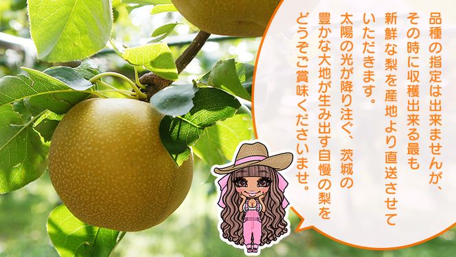 【 先行予約 】 品種おまかせ 採れたて 完熟天使の 甘梨 約 5kg （ 茨城県共通返礼品： かすみがうら市 ） 【 2026年8月中旬頃発送 】 フルーツ 果物 なし ナシ 旬 新鮮 旬 期間限定 甘い 国産
