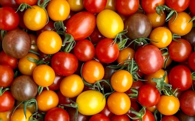 鈴鹿山麓トマト「カラフルミニトマト」箱詰め（1.8kg入り）【トマト ミニトマト 採れたて 自然 栽培 水耕栽培 野菜 甘い あまい おいしい 美味しい 三重県 四日市市 ふるさと納税】