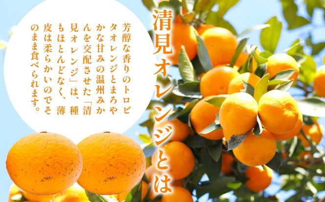 【先行予約】訳あり 清見オレンジ計9kg ※離島への配送不可（2026年3月上旬頃より順次発送予定） IKTAC009