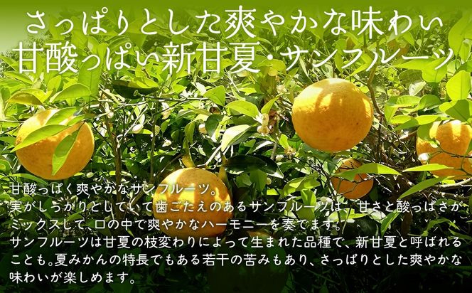 【栽培期間中農薬不使用】【先行受付】【数量限定】農園直送！愛媛県産サンフルーツ 10kg （2026年4月上旬頃より順次発送） IKTG012