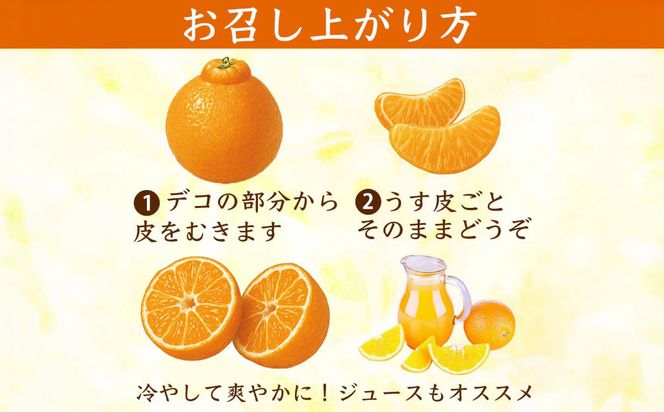 【先行予約】 不知火 デコみかん (デコポン同品種) 約3kg (6～13玉) フルーツ くだもの 果物 みかん 蜜柑 ミカン 柑橘 おやつ デザート 旬 熊本県 八代市 【2027年2月上旬より順次発送】