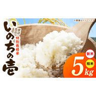 【R8年産新米 先行受付】特別栽培米「いのちの壱」（5kg）＜農家直送＞ ［208K01］ 希少米 5kg 米 新米 精米 白米 ご飯 国産 産地直送 甘い 粘り強い もちもち お取り寄せ こだわり米 愛知県 小牧市 送料無料