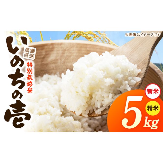 【R8年産新米 先行受付】特別栽培米「いのちの壱」（5kg）＜農家直送＞ ［208K01］ 希少米 5kg 米 新米 精米 白米 ご飯 国産 産地直送 甘い 粘り強い もちもち お取り寄せ こだわり米 愛知県 小牧市 送料無料
