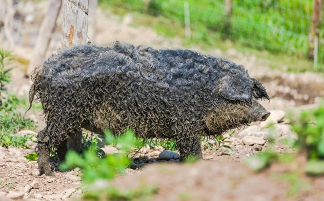 【メディアで多数紹介】国宝・十勝ロイヤルマンガリッツァ豚 塩しゃぶしゃぶ ロース400g・バラ400g 食べ比べ 北海道 幕別町 【 豚肉 豚 しゃぶしゃぶ 塩 湖塩 冷凍 生 】 丸勝十勝ヒルズ