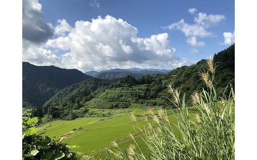 【特別栽培米】頂米 金兵衛 魚沼産従来コシヒカリ（精米）1kg お米 コメ 