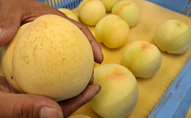 桃 2026年 先行予約  おかやま 夢白桃 今井さん家の「夢がたっぷりご家庭用」 約1.8kg 4～8玉 フルーツ 果物 岡山 赤磐市産