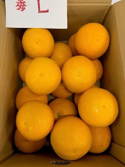 はっさく 赤秀品 Lサイズ 約5kg CC29