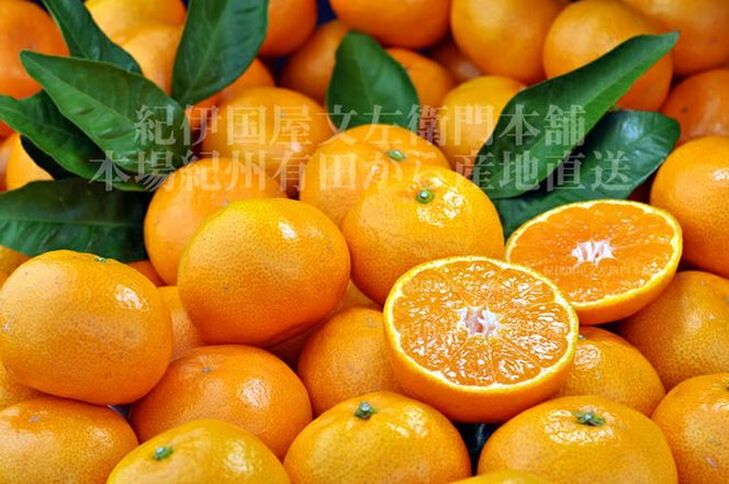 V7449_【2026年先行予約】青秀 田村みかん 5kg Sサイズ