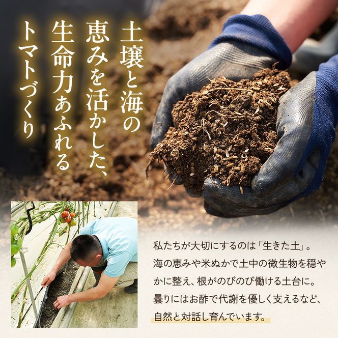 よしよし畑のあま～い トマト ( 中玉トマト ) 2.8kg ～ 3kg 程度 新鮮 産地直送  とまと おいしい おすすめ ギフト お取り寄せ