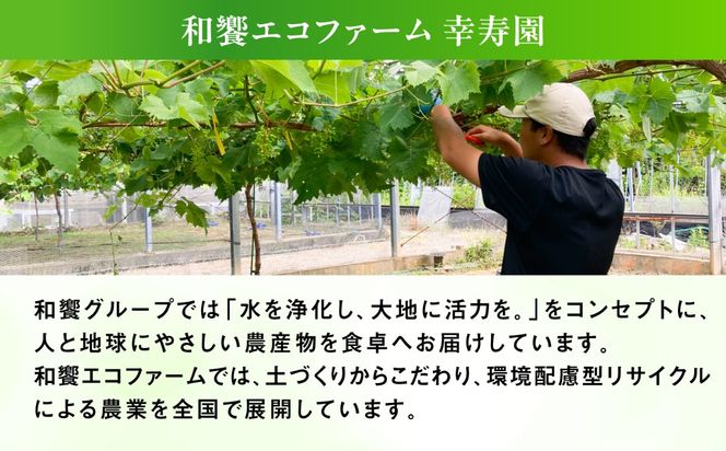 【先行受付】【糖度18度以上】 糸島産 シャインマスカット 2kg 【2026年8月中旬より順次発送】糸島市 / 和饗エコファーム フルーツ 果物[AVI007] シャインマスカット マスカット ぶどう ブドウ フルーツ 果物 甘い 高糖度