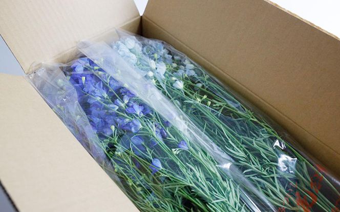 ＜ 2026年6月より発送 ＞  生花 みついし花だより デルフィニウム 青 水色 計 20本 (各10本) スプレータイプ  ＜ 予約受付 ＞