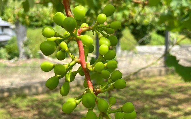 【先行受付】【糖度18度以上】 糸島産 シャインマスカット 1kg（2〜4房）【2026年8月中旬より順次発送】 糸島市 / 和饗エコファーム フルーツ 果物[AVI006] シャインマスカット マスカット ぶどう ブドウ フルーツ 果物 甘い 高糖度