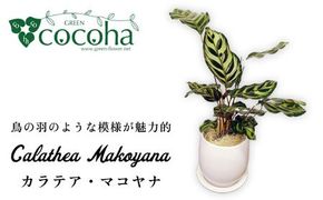 葉模様が独特で美しい『 カラテア ・ マコヤナ 』 糸島市 / cocoha [AWB023] 観葉植物 インテリア 緑 植物 お祝い ギフト カラテア グリーン プレゼント
