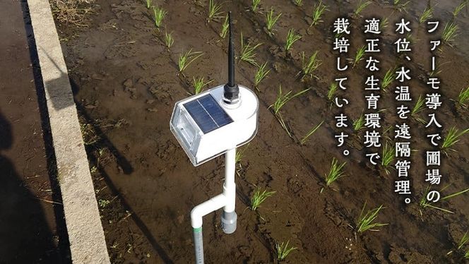 【選べる 玄米 精米】令和7年産 茨城県産 新米 ミルキークイーン 10kg 米 こめ コメ 農家 直送 こだわり お米 おこめ 茨城 [BG015ya] [BG016ya]