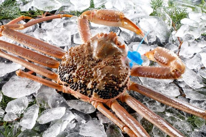 yɌLszԁEʌ ^Ot ËRY tKj 1t /  900g`1kg / VN t tI YCKj 킢  Jj I ① CN  O Ɍ Ls ËR` AnƋg