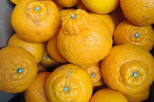 【先行予約】Saito Orange Farmの家庭用不知火4kg ｜ 柑橘 みかん ミカン フルーツ 果物 でこぽん デコポンと同品種 愛媛　※離島への配送不可　※2025年3月中旬頃より順次発送予定